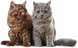 Cattery East Grinstead